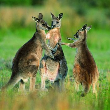 China-Australia, by Sea